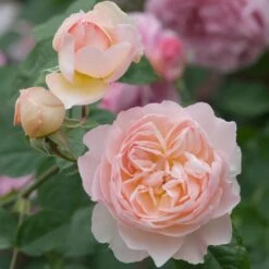 David Austin 'Gentle Hermione' Pink English Rose 6Ltr Pot -Outdoor Gardening Shop 5031825016971 4