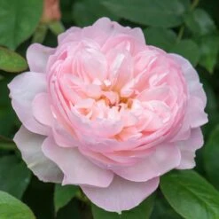David Austin 'Gentle Hermione' Pink English Rose 6Ltr Pot -Outdoor Gardening Shop 5031825016971 5