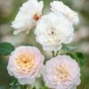 David Austin 'Emily Brontë' Pink English Rose 6Ltr Pot