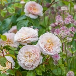 David Austin 'Emily Brontë' Pink English Rose 6Ltr Pot -Outdoor Gardening Shop 5031825021869 3 9b7506c8 1c1e 4c44 9a3b 79c60ca6b933