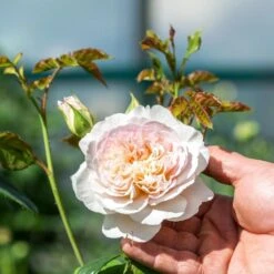 David Austin 'Emily Brontë' Pink English Rose 6Ltr Pot -Outdoor Gardening Shop 5031825021869 4 96eaa3fc e893 40fc 9443 34a04989ee63