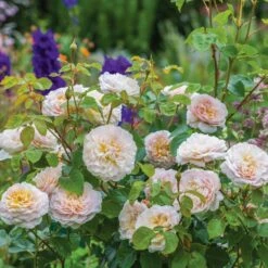 David Austin 'Emily Brontë' Pink English Rose 6Ltr Pot -Outdoor Gardening Shop 5031825021869 5 fbe9841b df99 4482 a9d2 8bfe3d7a6101