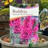 Buddleja 'Prince Charming' 5Ltr Pot
