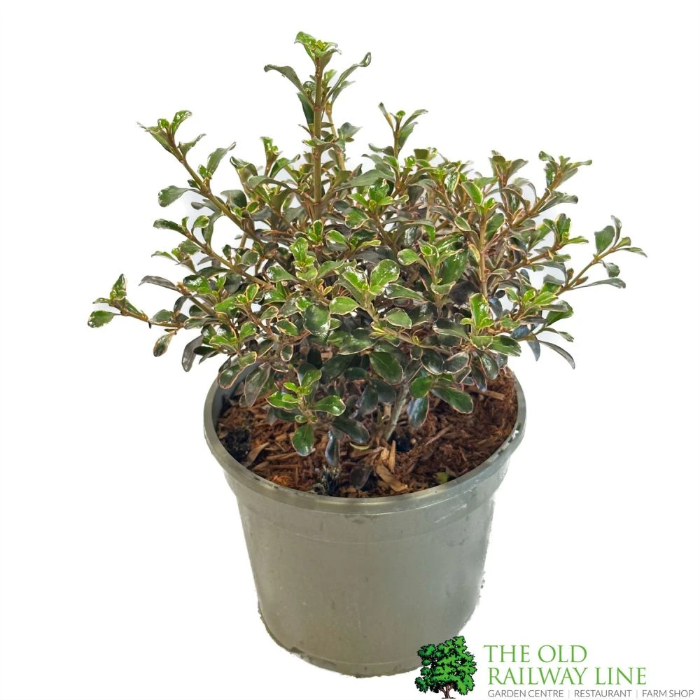 Coprosma 'Fireburst' 3Ltr Pot 1 Coprosma 'Fireburst' 3Ltr Pot