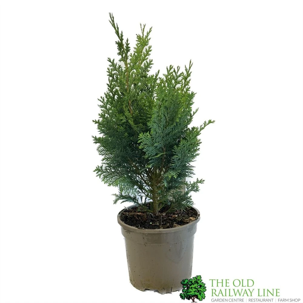 Chamaecyparis Lawsonia 'Columnaris Glauca' Conifer 3Ltr Pot 1 Chamaecyparis Lawsonia 'Columnaris Glauca' Conifer 3Ltr Pot
