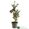 Ilex Aquifolium 'Ferox Argentea' Silver Hedgehog Holly 3Ltr Pot