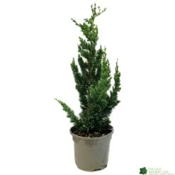 Chamaecyparis Lawsoniana 'Wisselii' 3Ltr Pot