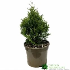 Thuja Occidentalis 'Smaragd' White Cedar Conifer 3Ltr Pot