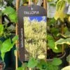 Fallopia 'Baldschuanica' Russian Vine Climber 3Ltr Pot