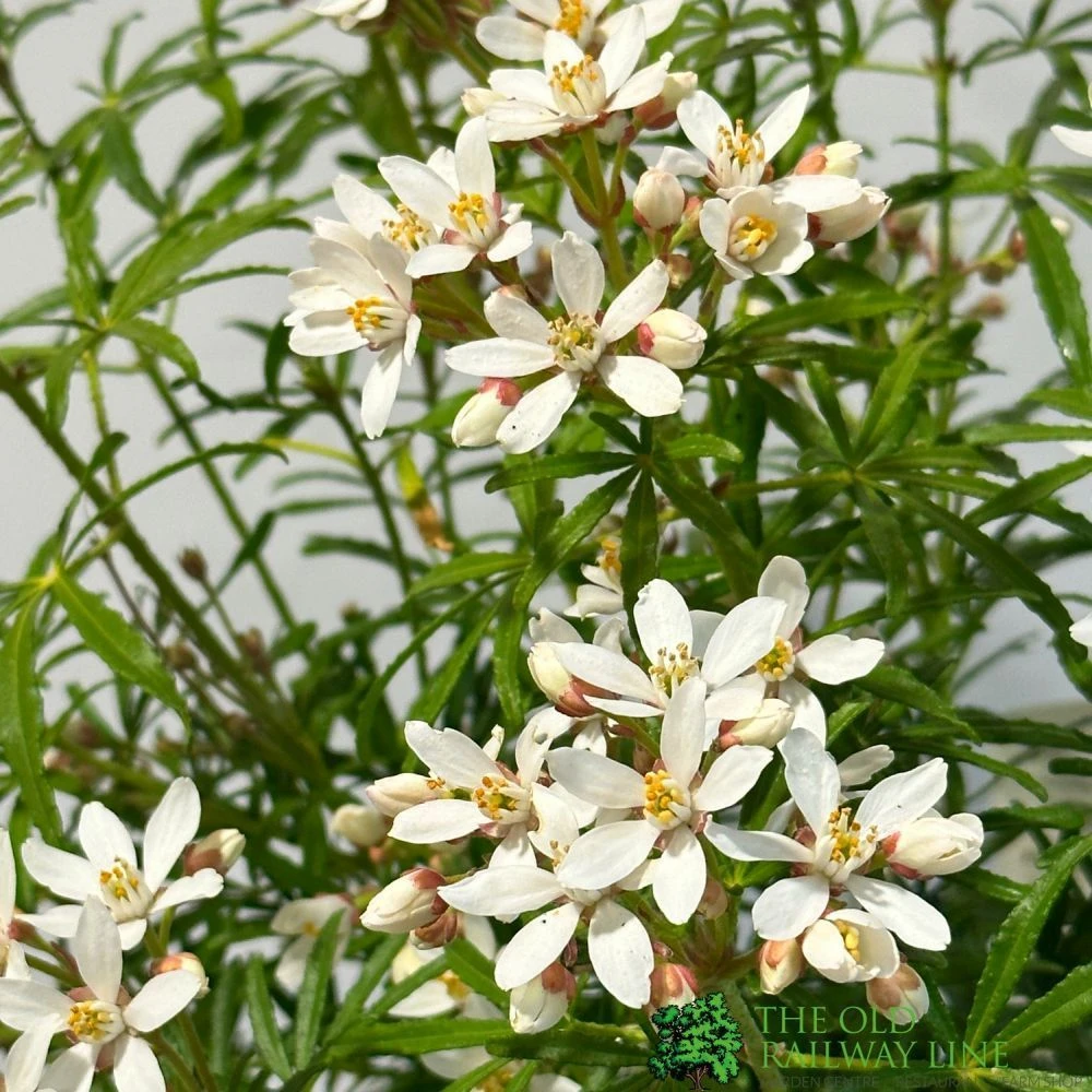 Choisya ? Dewitteana 'White Dazzler' Mexican Orange Plant 3Ltr Pot 2 Choisya ? Dewitteana 'White Dazzler' Mexican Orange Plant 3Ltr Pot - Image 2