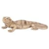 Vivid Arts 28cm Bearded Lizard - PZ-LIZD-F