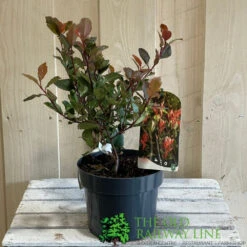 Photinia X Fraseri 'Little Red Robin' 3Ltr Pot (NL) 5 Photinia X Fraseri 'Little Red Robin' 3Ltr Pot (NL) -Outdoor Gardening Shop 5055286310355 2