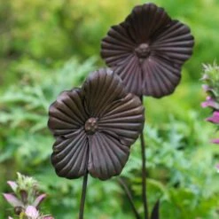 Wilstone 127cm Iron Poppy Flower Garden 7 Wilstone 127cm Iron Poppy Flower Garden -Outdoor Gardening Shop 5060345971767 4