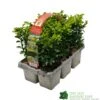 Buxus Sempervirens 6 Pack Of Plants