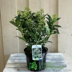 Skimmia Japonica 'Fragrant Cloud' 2Ltr Pot (NL) 5 Skimmia Japonica 'Fragrant Cloud' 2Ltr Pot (NL) -Outdoor Gardening Shop 8718985102719 2