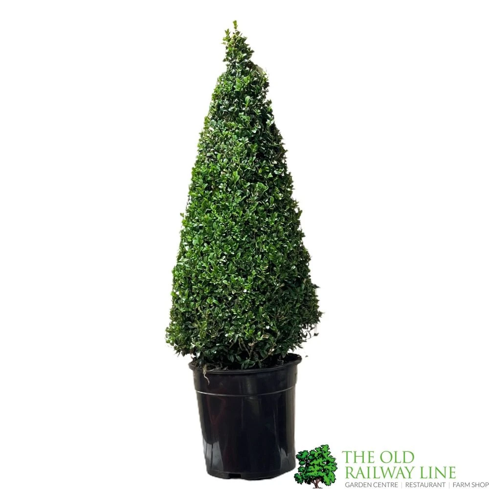 Buxus Cone Topiary Plant 7.5Ltr Pot (NL) 1 Buxus Cone Topiary Plant 7.5Ltr Pot (NL)